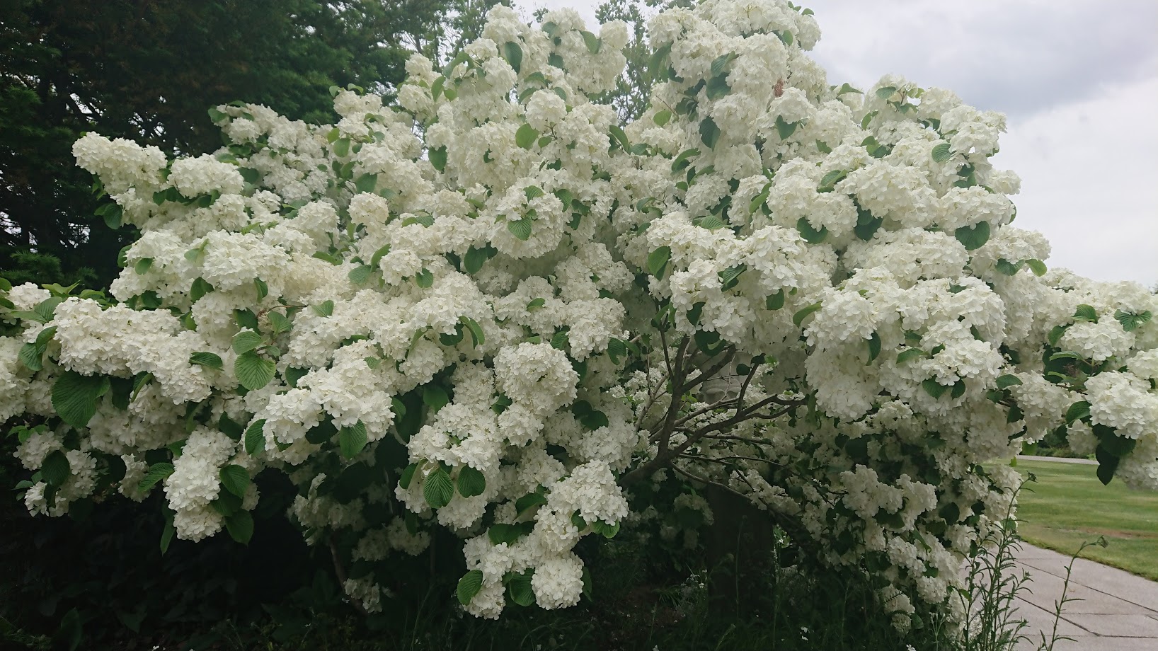 開花情報 6月12日現在 開花情報 お庭について 北海道由仁町の庭園ゆにガーデン