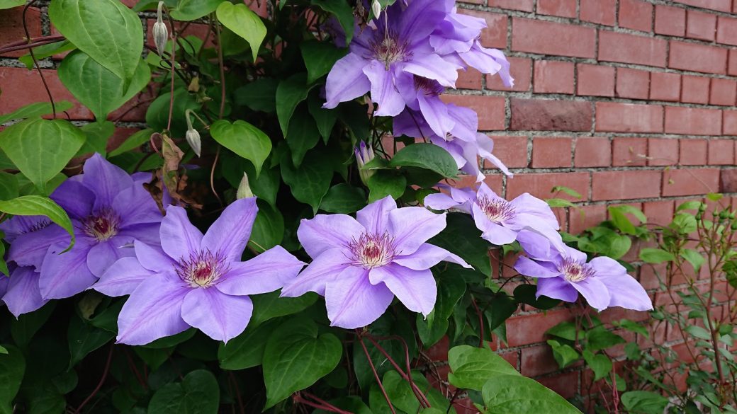 開花情報 6月19日現在 開花情報 お庭について 北海道由仁町の庭園ゆにガーデン
