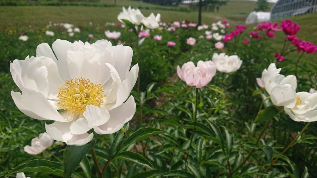 開花情報 6月26日現在 開花情報 お庭について 北海道由仁町の庭園ゆにガーデン