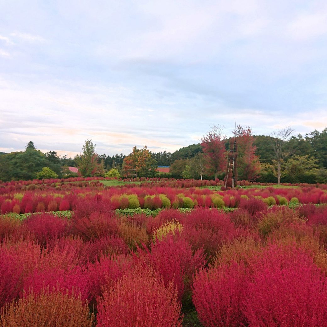 コキア苗販売会 5 22 イベント お知らせ 北海道由仁町の庭園ゆにガーデン