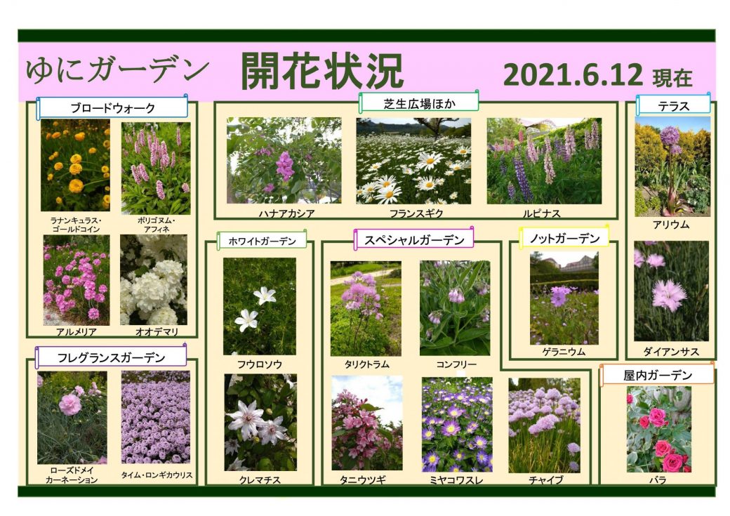 ゆにガーデン 6月12日現在 開花情報 お庭について 北海道由仁町の庭園ゆにガーデン