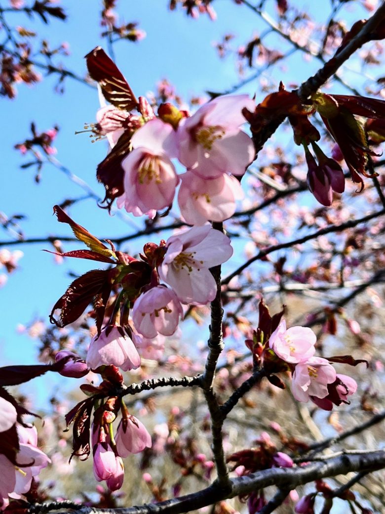 ゆにガーデン　桜開花宣言！