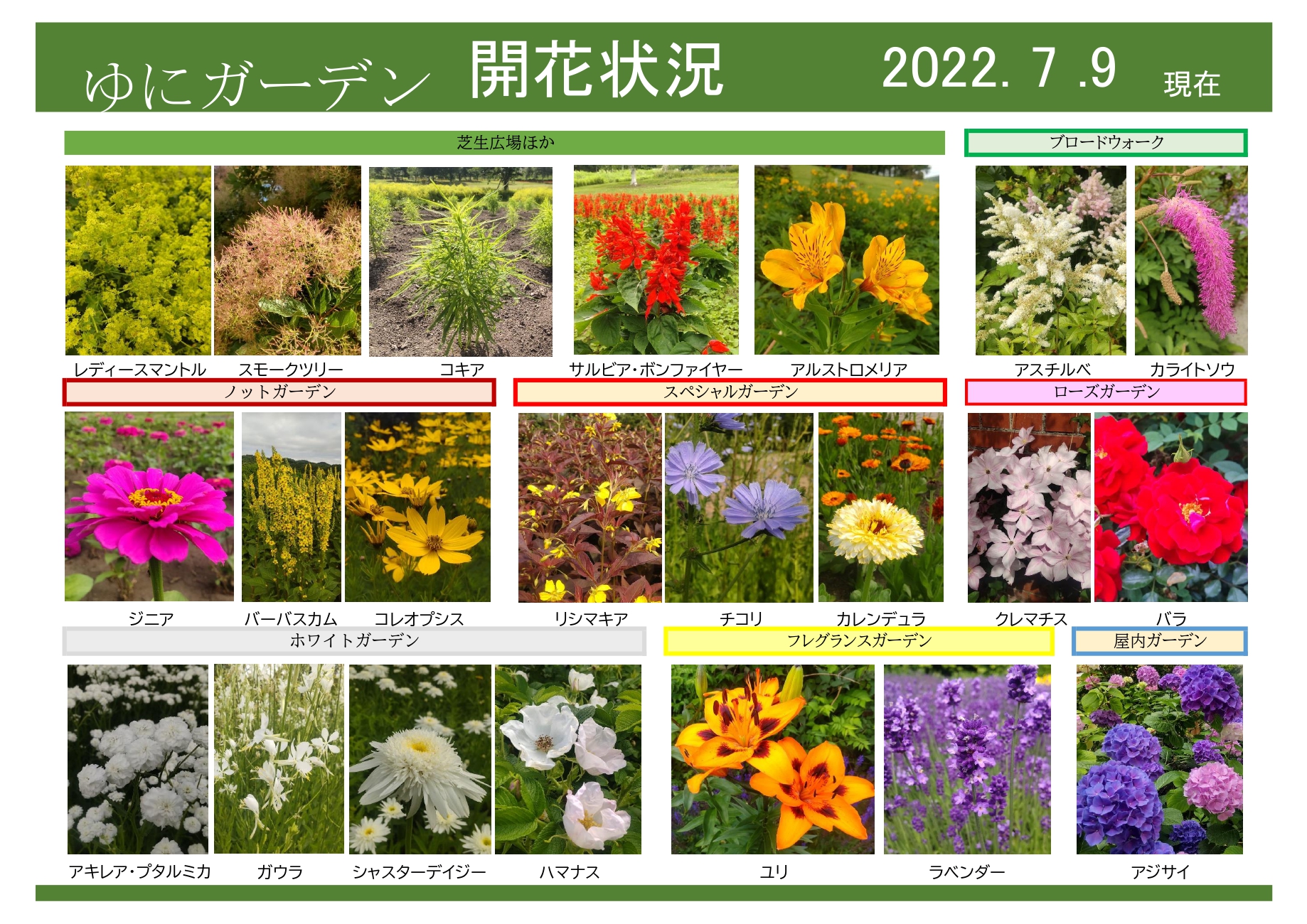 大玉アビウ 特大苗 来年開花見通し