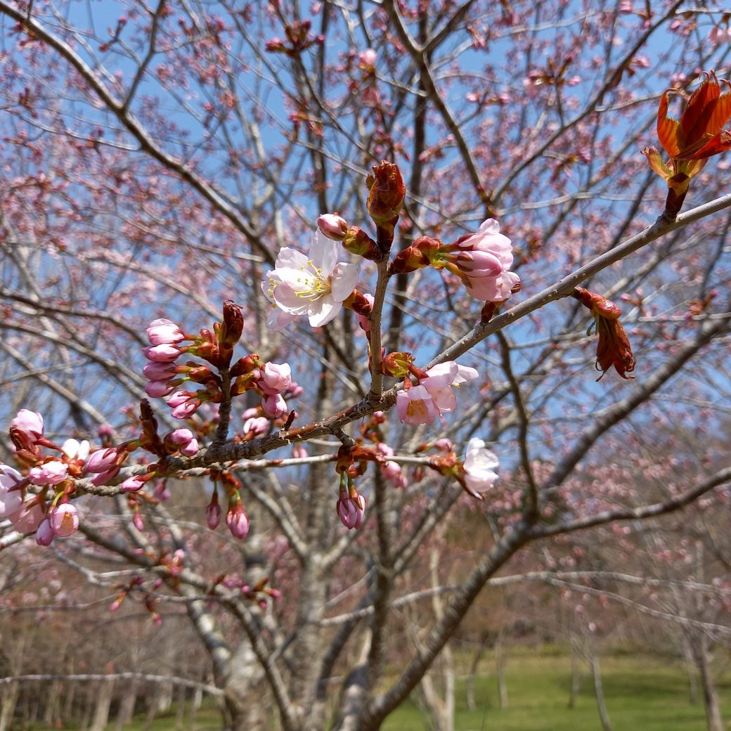 4/25のゆにガーデンです♪桜の開花、進んでます！