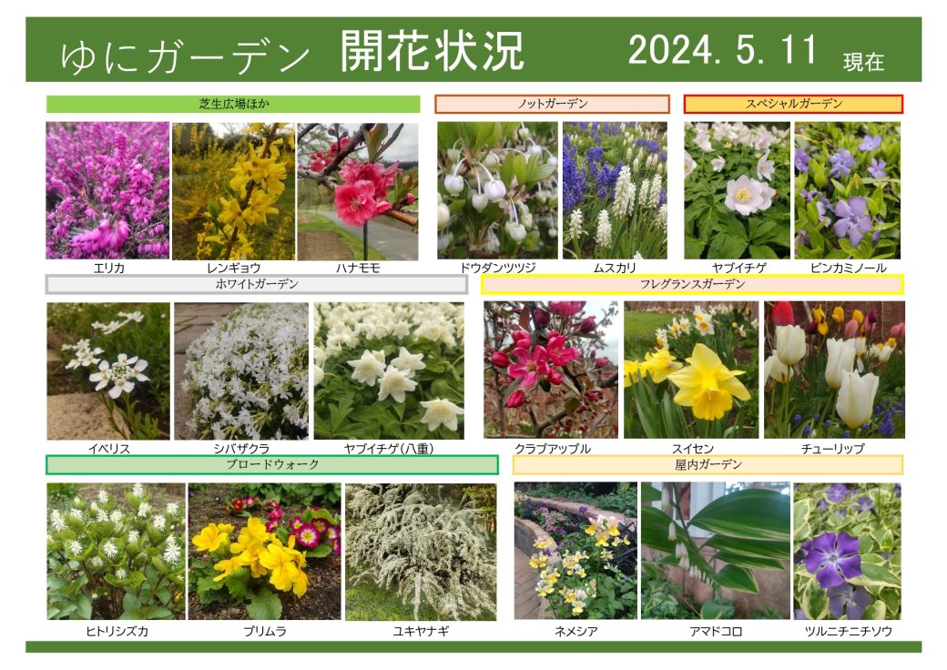 2024年5月11日　開花状況