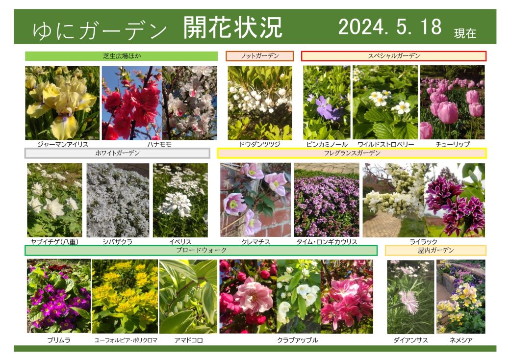 2024年5月18日　開花状況