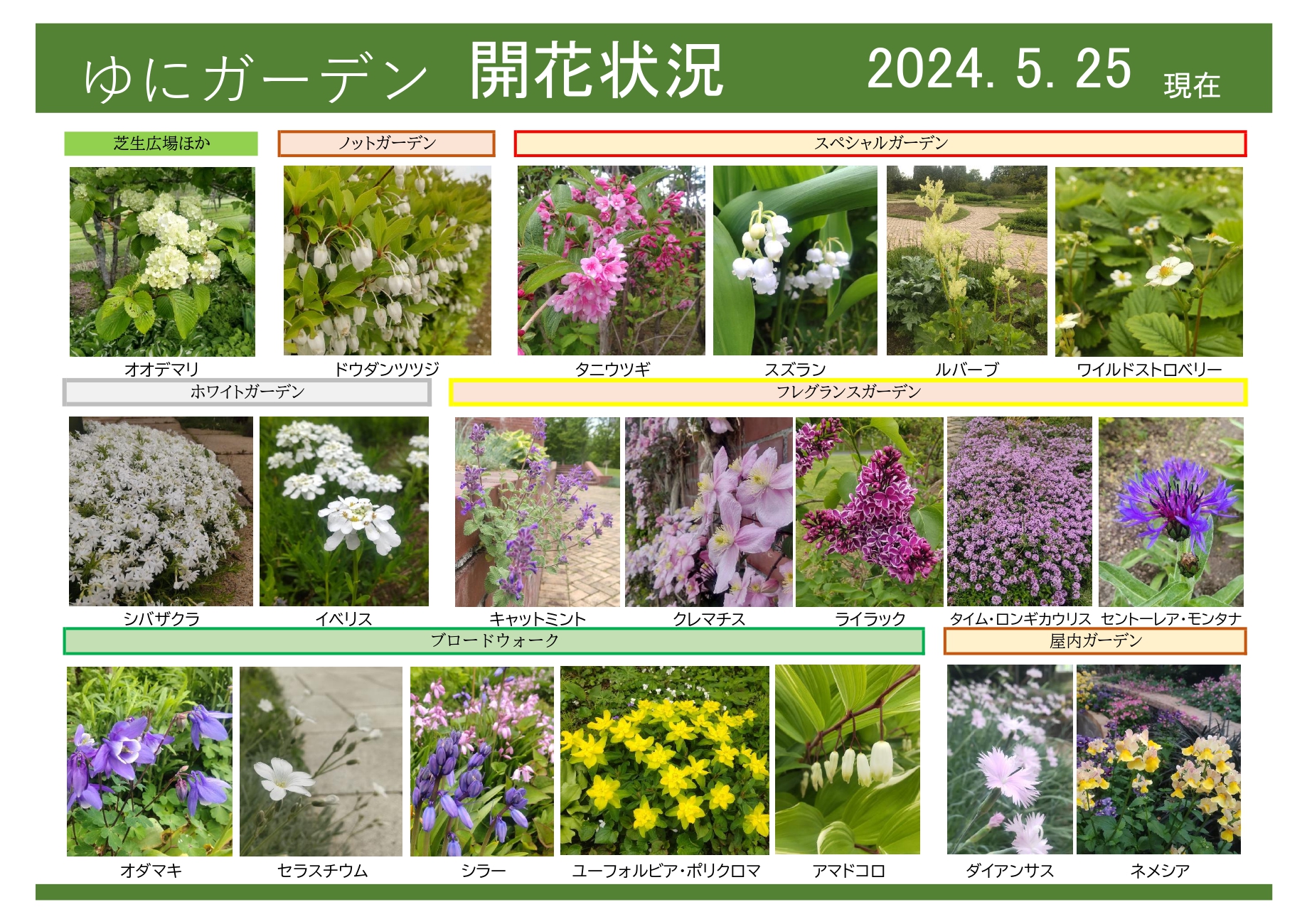 38乃花様確認用 2025.6.13 25年開花情報第8号 Flowering information NO8 | よへな