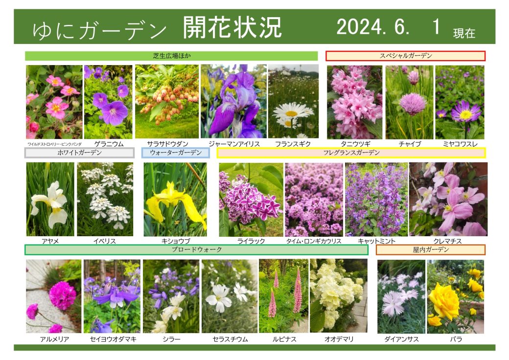 2024年6月1日　開花状況