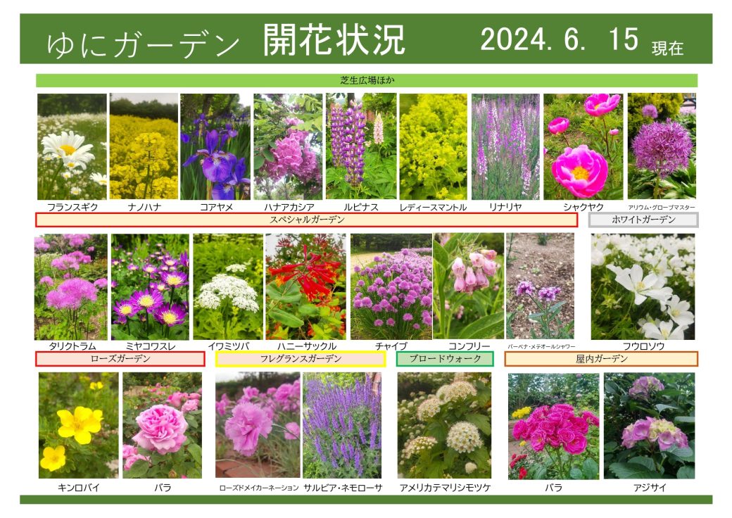 2024年6月15日　開花状況