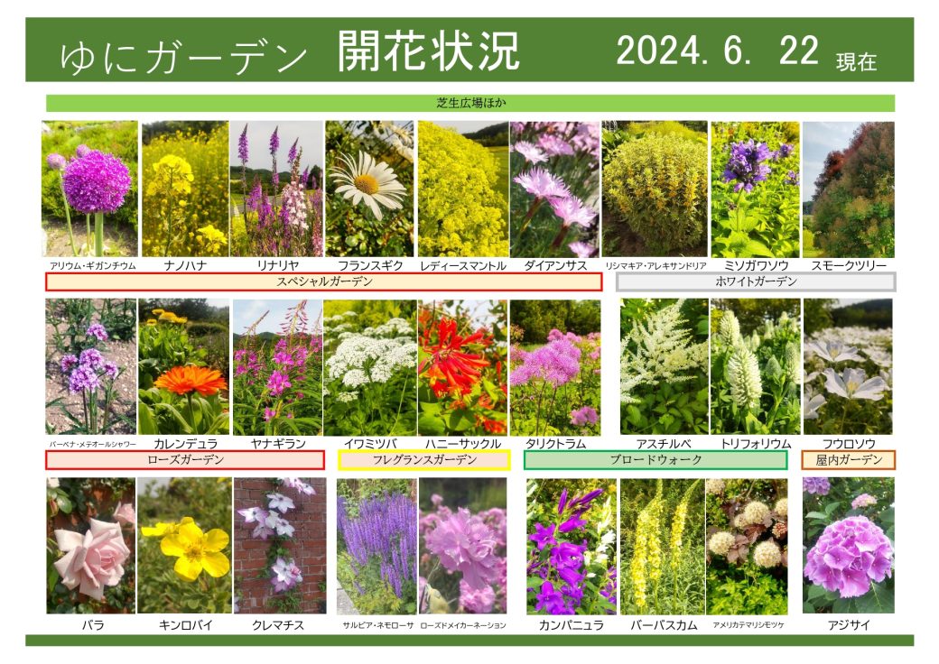 2024年6月22日　開花状況