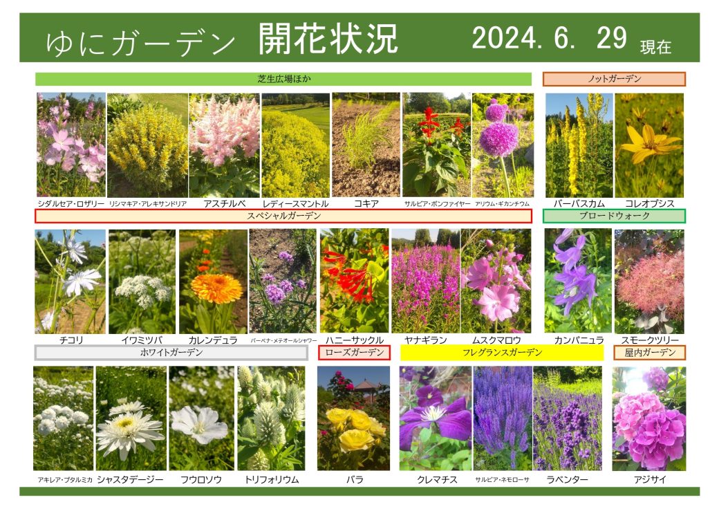 2024年6月27日　開花状況