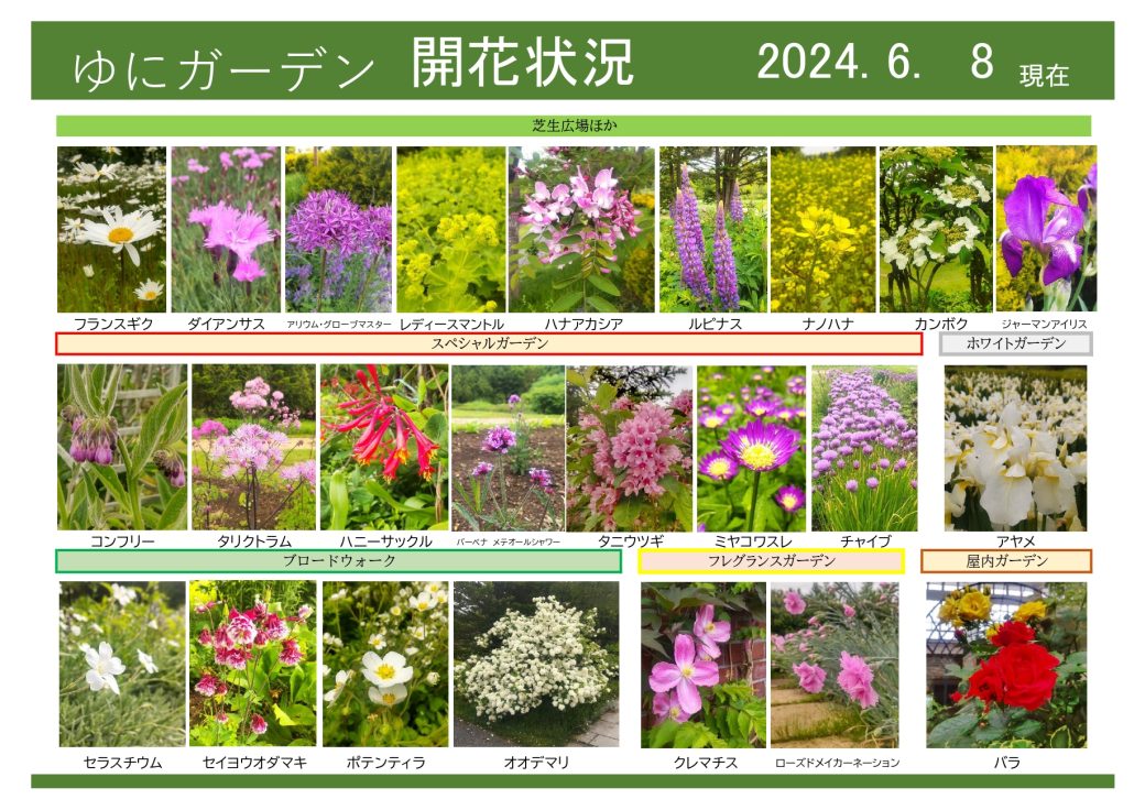 2024年6月8日　開花状況