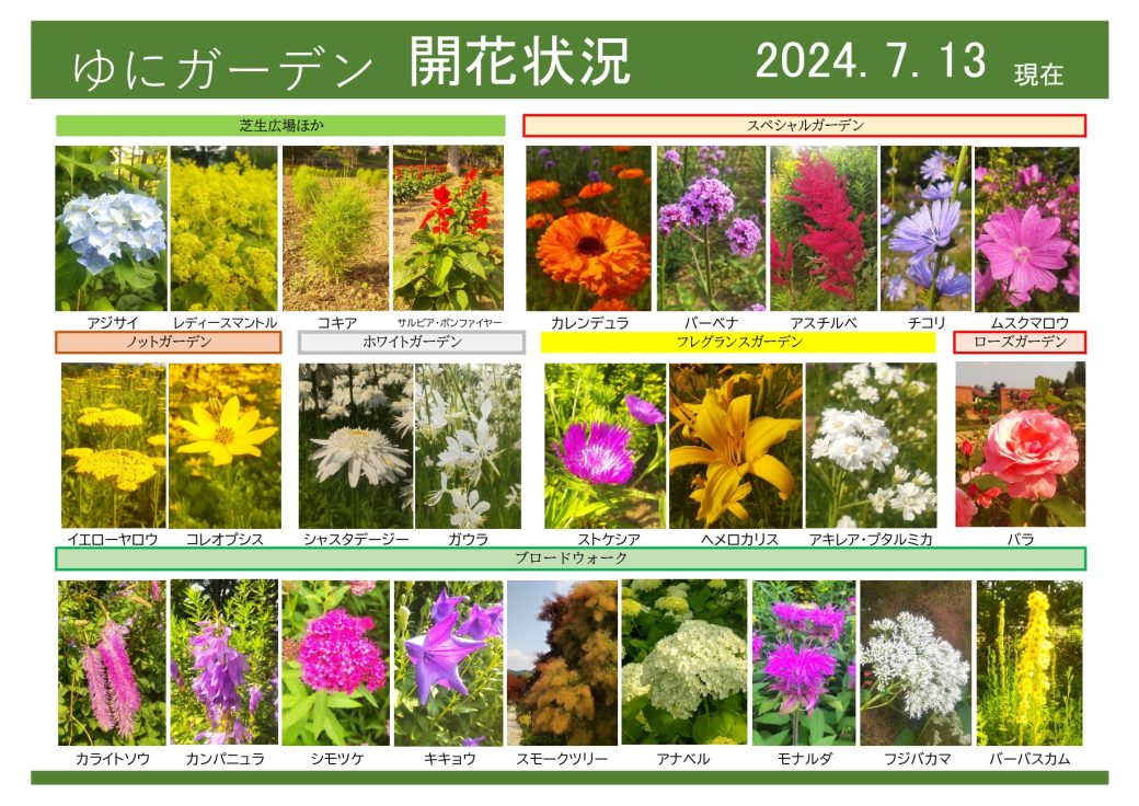 2024年7月13日　開花状況