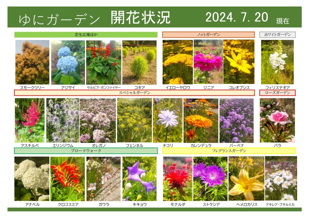 2024年7月20日　開花状況