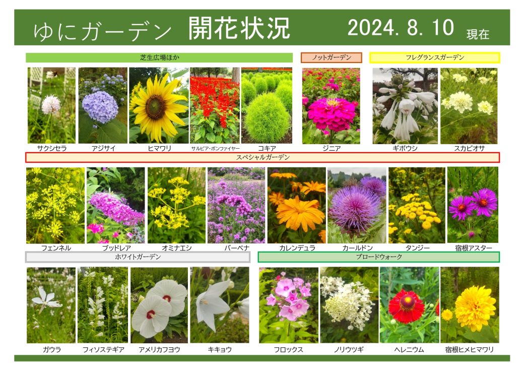 2024年8月10日　開花状況