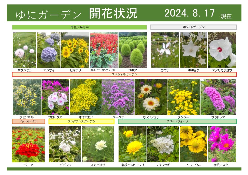 2024年8月17日　開花状況