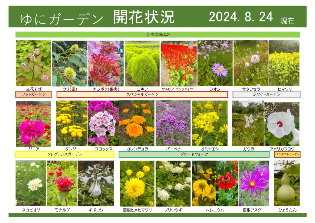 2024年8月24日　開花状況