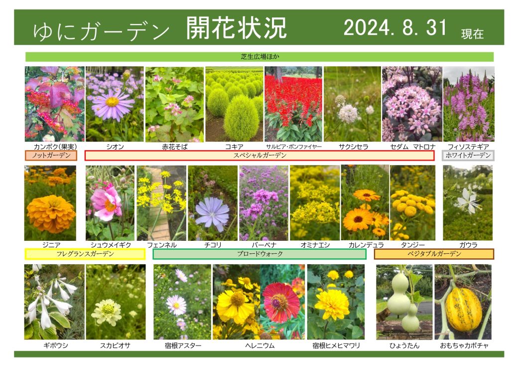 2024年8月31日　開花状況