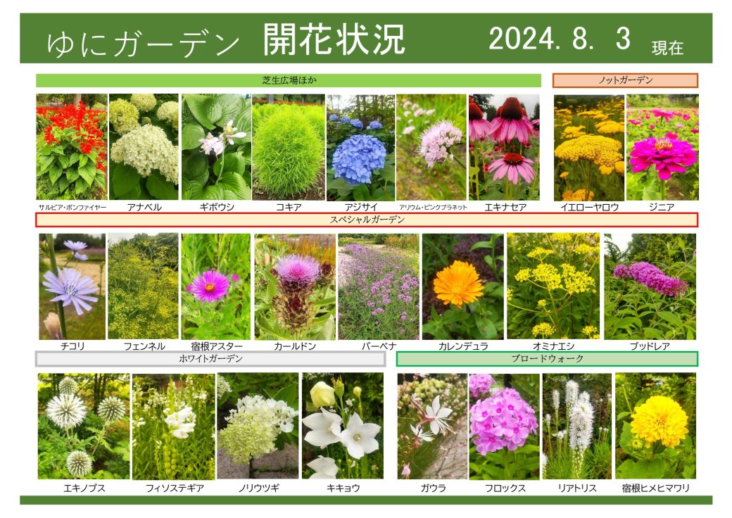 2024年8月3日　開花状況