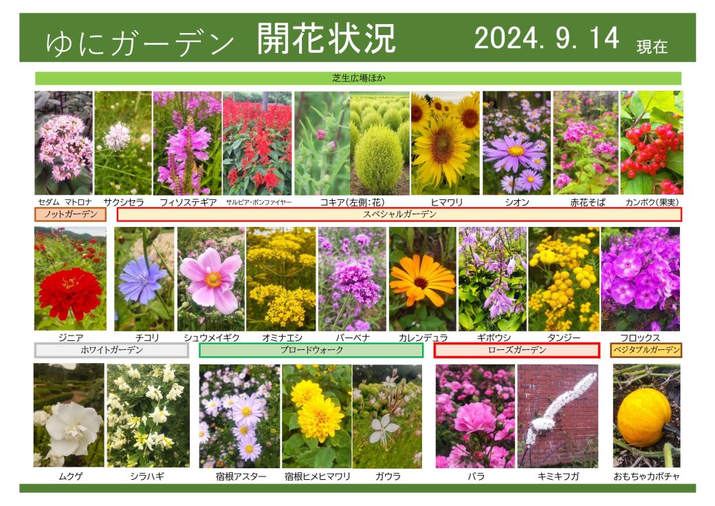 2024年9月13日　開花状況