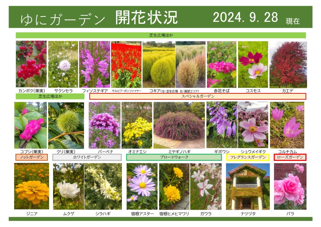 2024年9月28日　開花状況