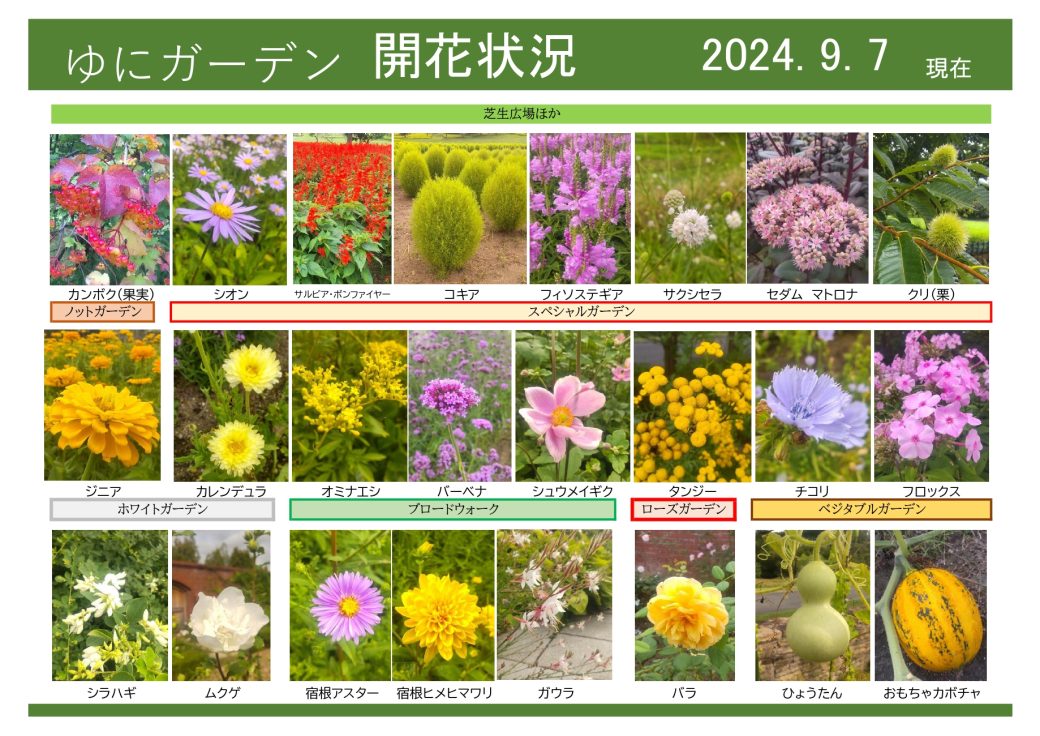 2024年9月7日　開花状況