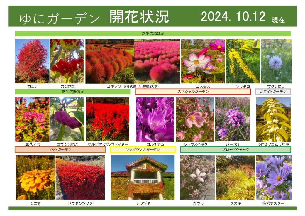 2024年10月12日　開花状況