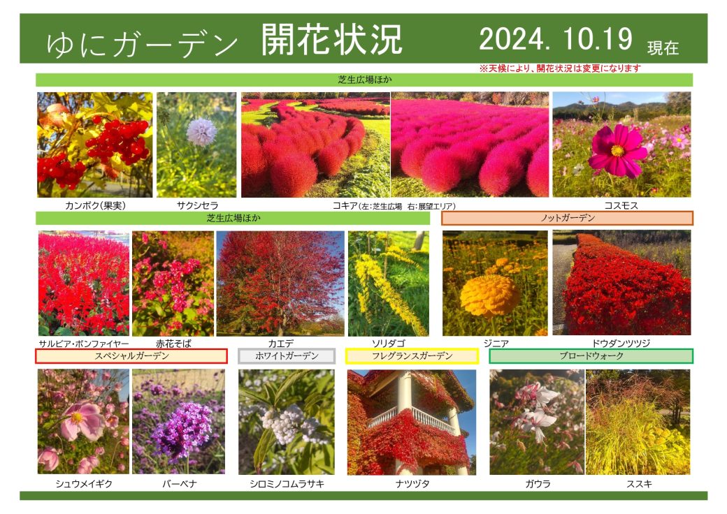 2024年10月19日　開花状況