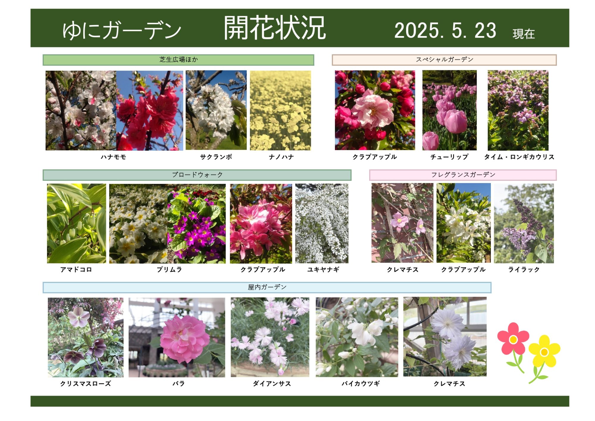 ★ハイブリット（外国種交配）開花予定株 ⑤ 2025年5月23日 開花状況｜開花情報｜お庭について｜北海道由仁町の庭園