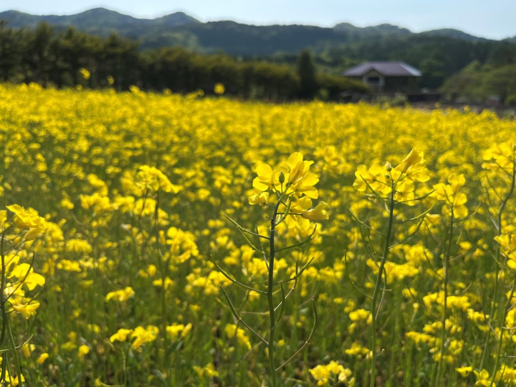 2026年度オープン日のお知らせ