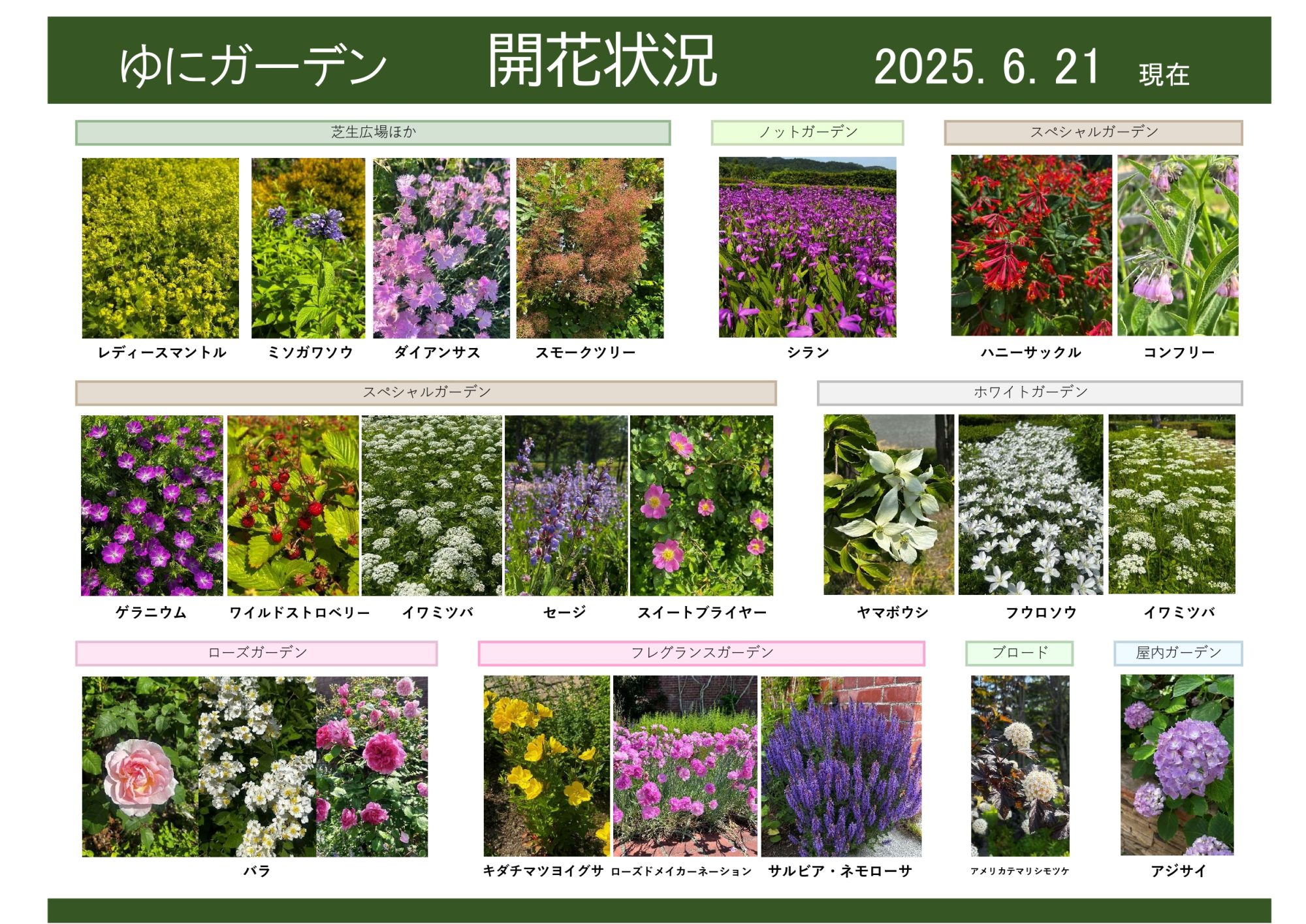 38乃花様確認用 2025年8月9日 開花状況｜開花情報｜お庭について｜北海道由仁町の庭園