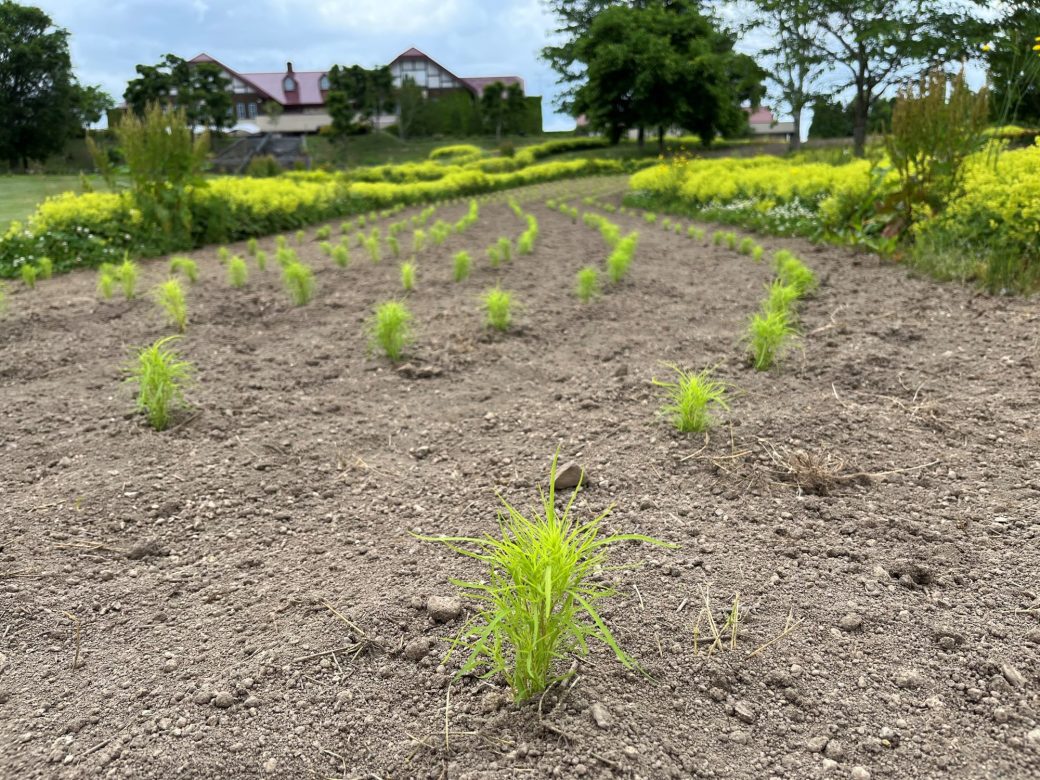 芝生広場にチビコキア～