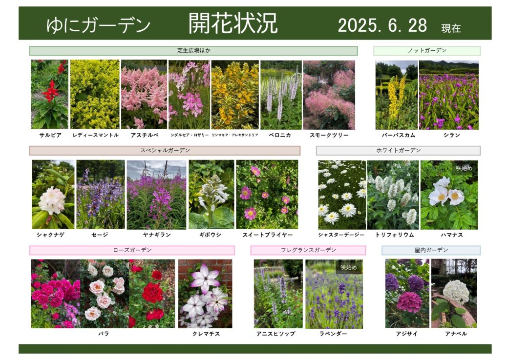 2025年6月28日　開花状況