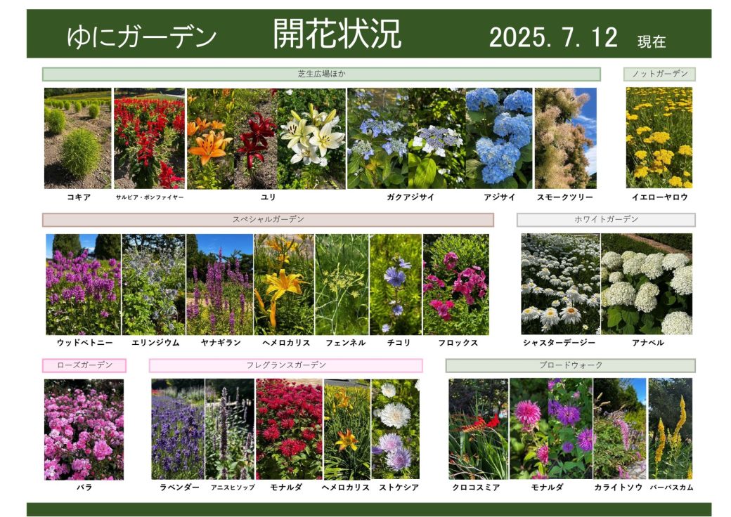 2025年7月12日　開花状況