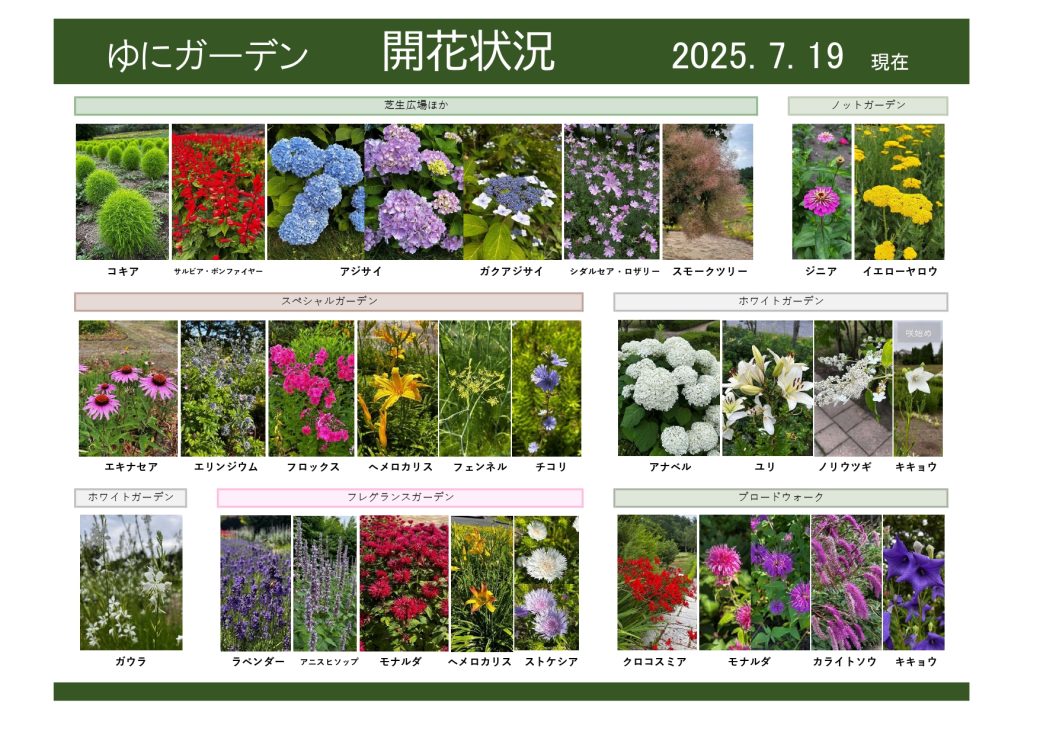 2025年7月19日　開花状況