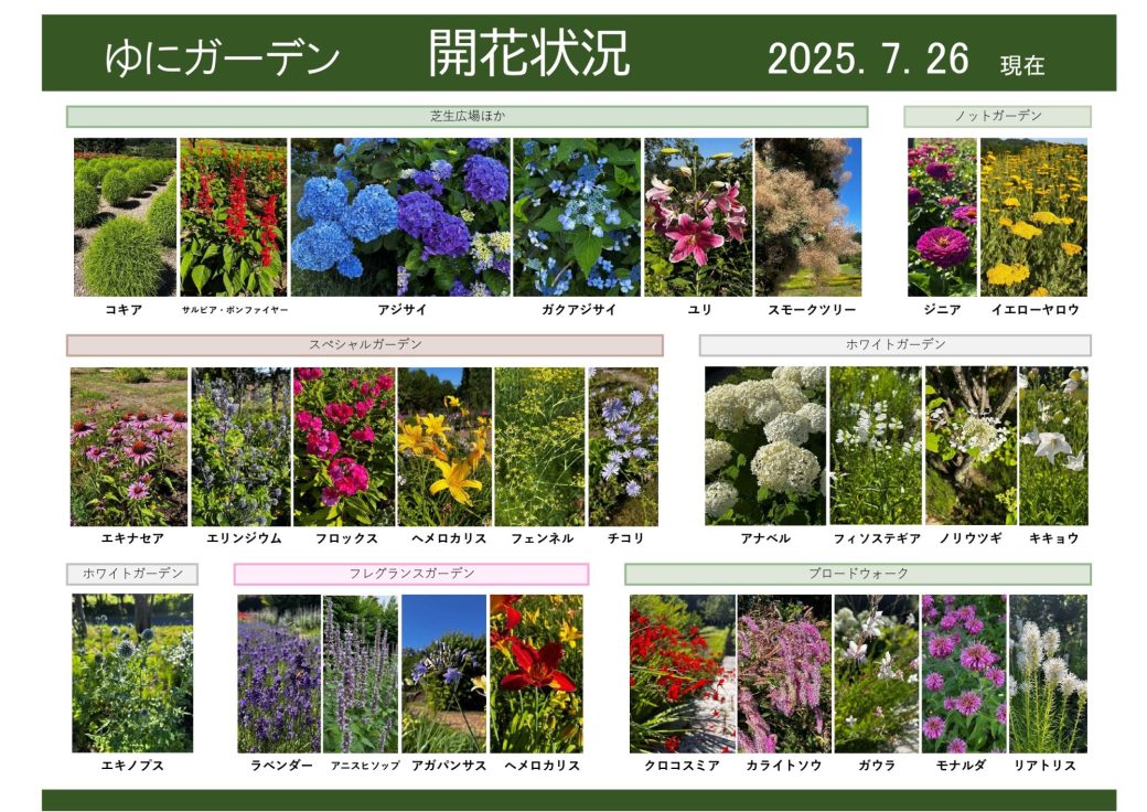 2025年7月26日　開花状況