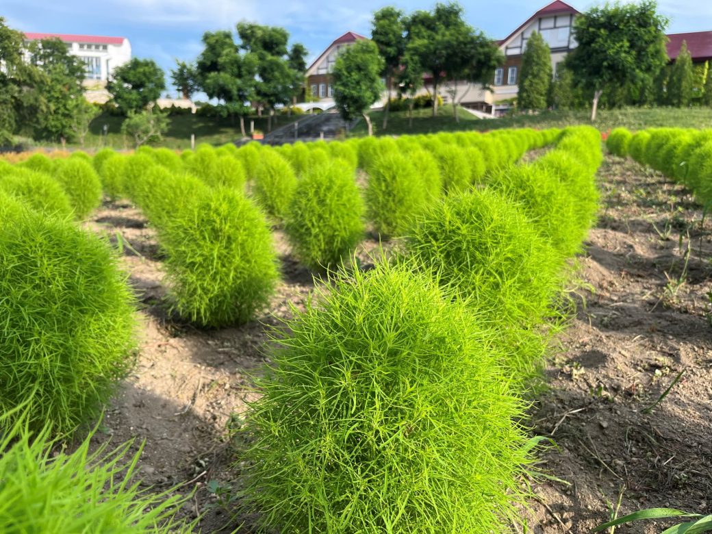緑のコキア