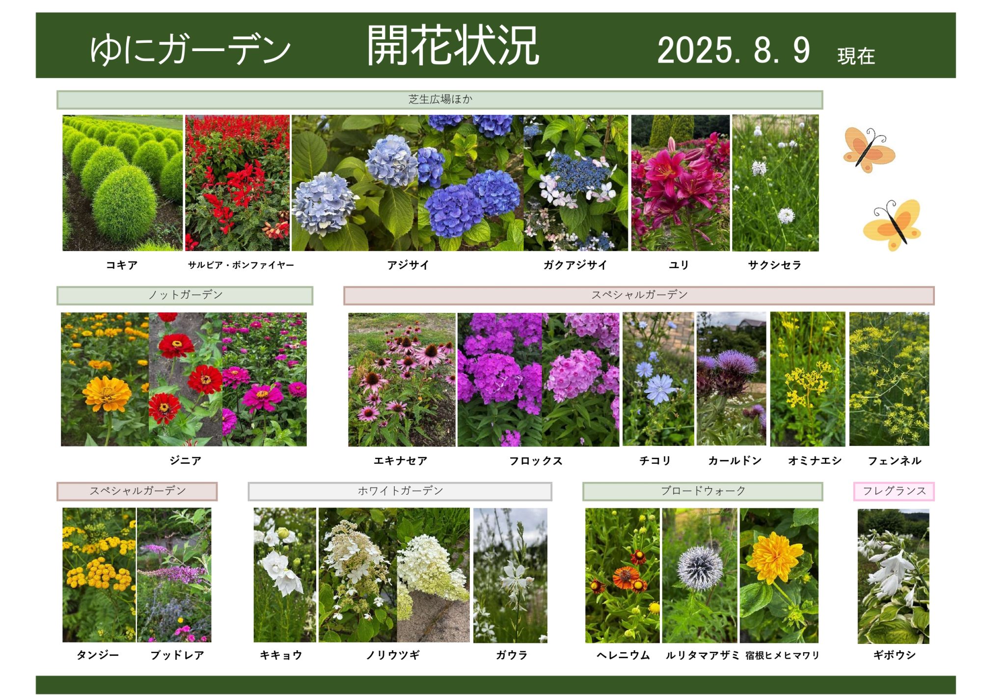 2025年8月9日 開花状況｜開花情報｜お庭について｜北海道由仁町の庭園