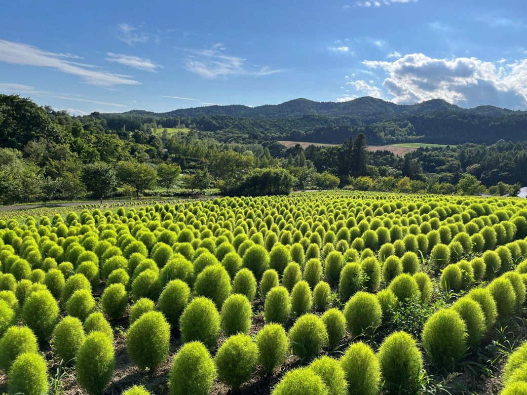 展望エリア「コキアの丘」公開日変更について