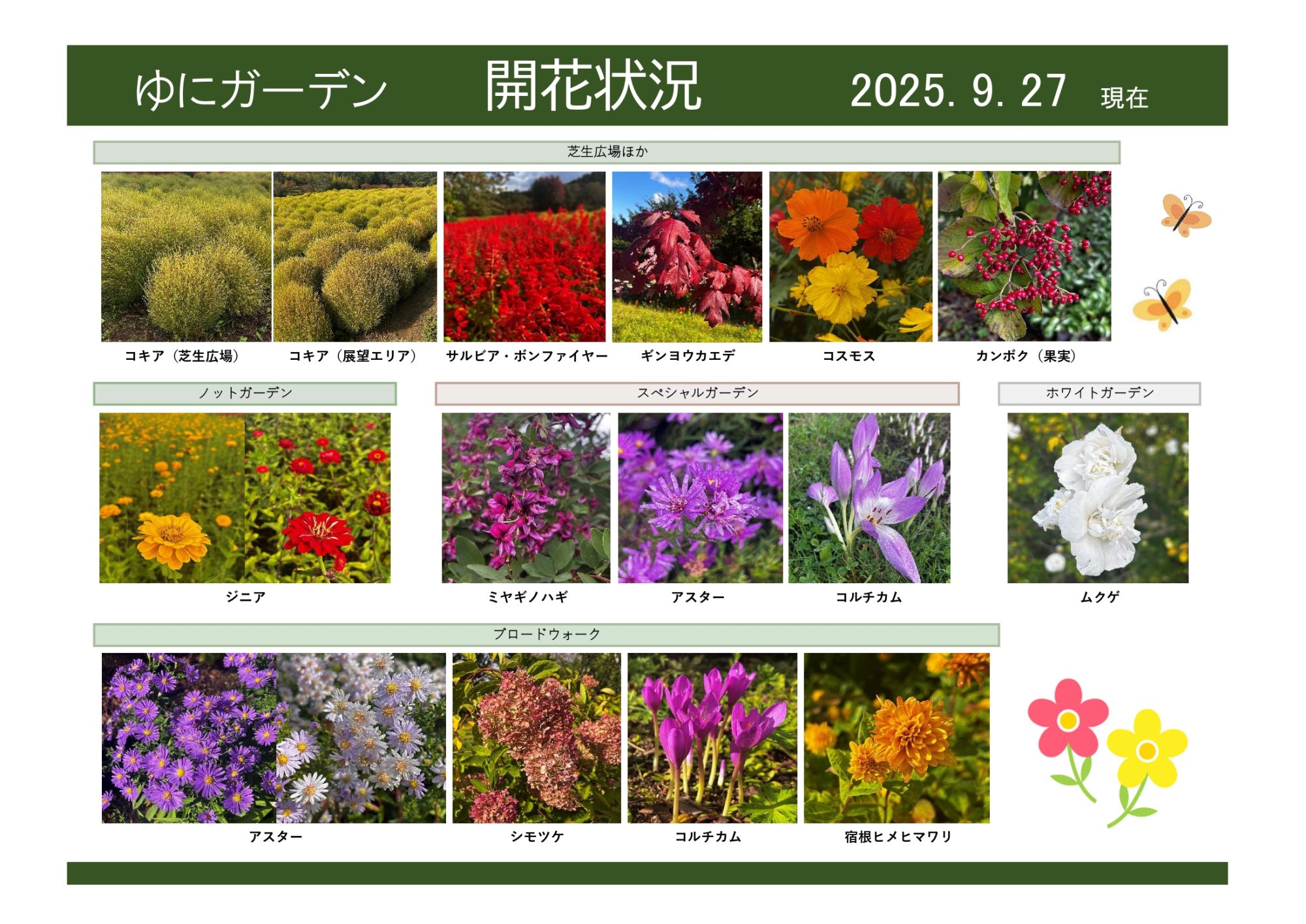 開花来夏245cm巨大親株、関東露地植え可★超ドワーフ・キングバナナ◆耐寒性、強 第9回 KKE Unusual Plants Fes2024 珍奇植物展示即売会 開催のお知らせ