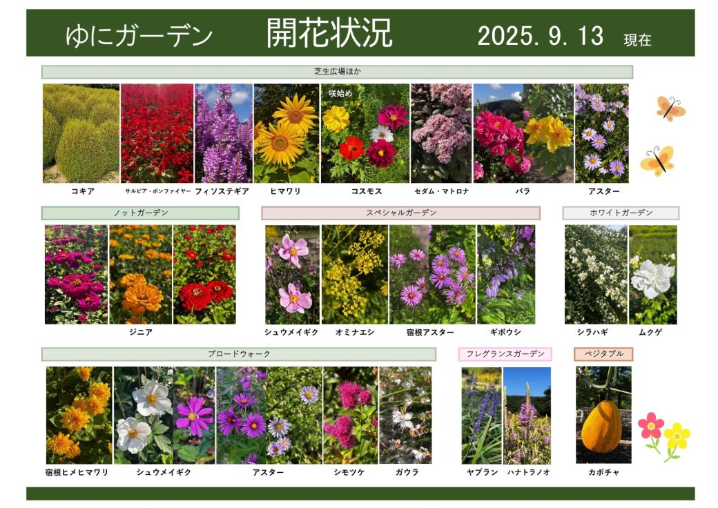 2025年9月13日　開花状況