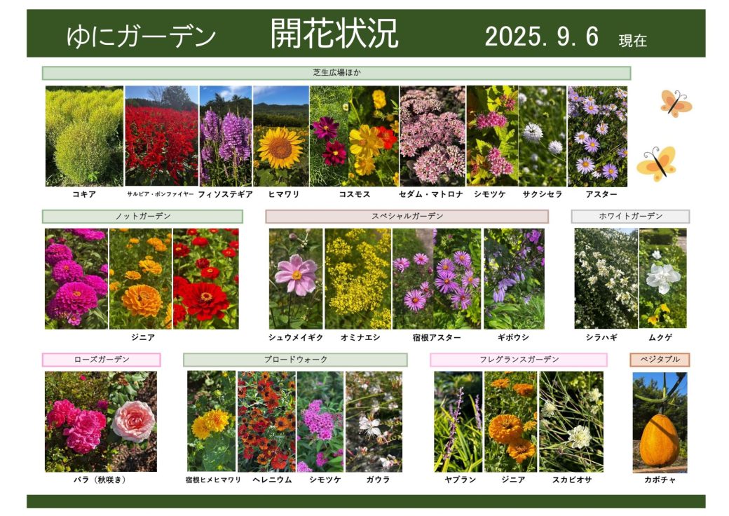 2025年9月6日　開花状況
