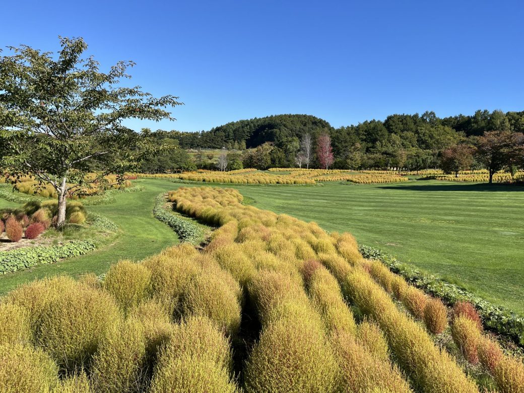 2025年10月1日芝生エリアのコキア