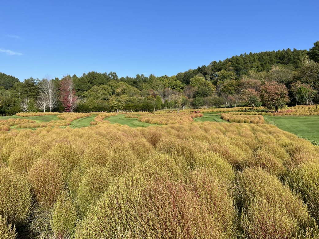 2025年10月4日のコキア