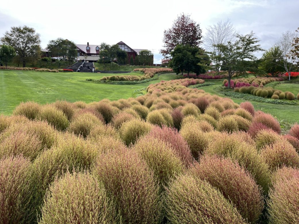 2025年10月7日のコキア