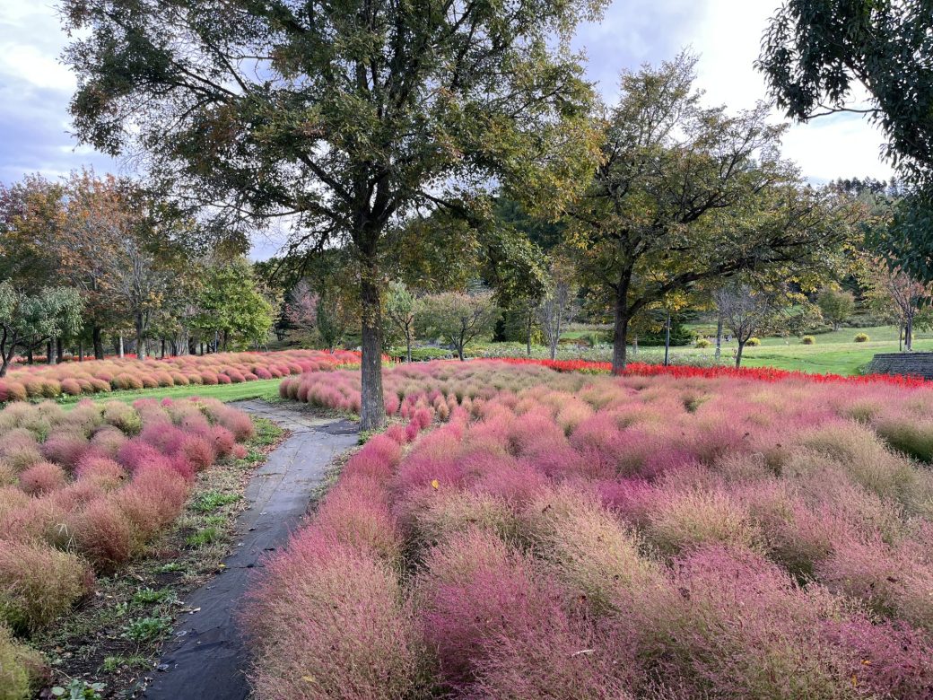 2025年10月8日のコキア