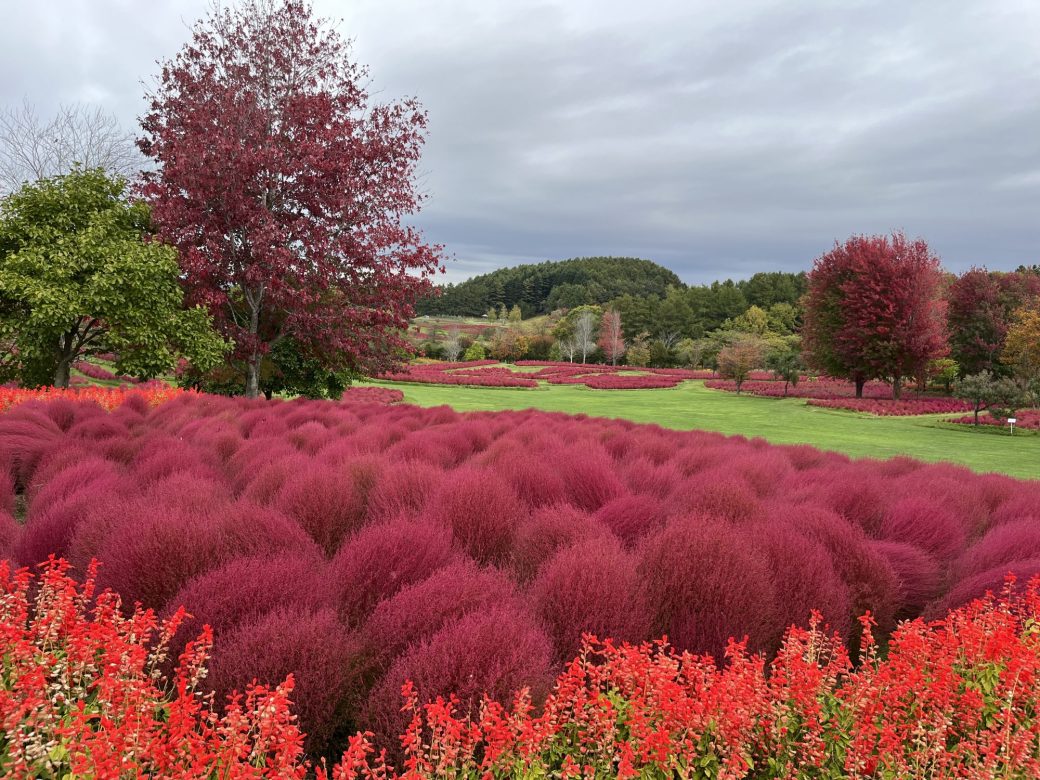 2025年10月16日のコキア
