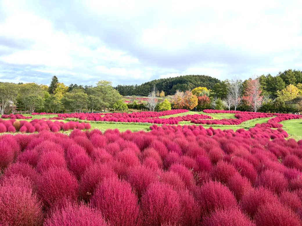 2025年10月21日のコキア