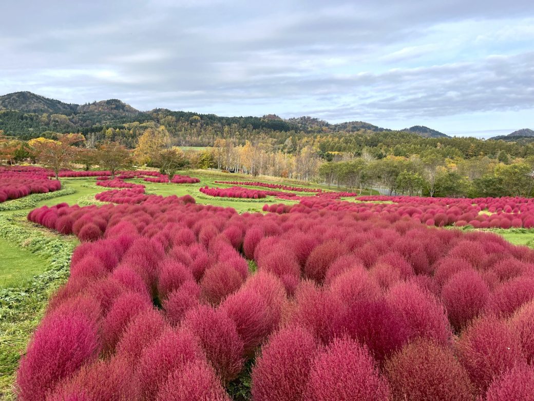 2025年10月26日のコキア