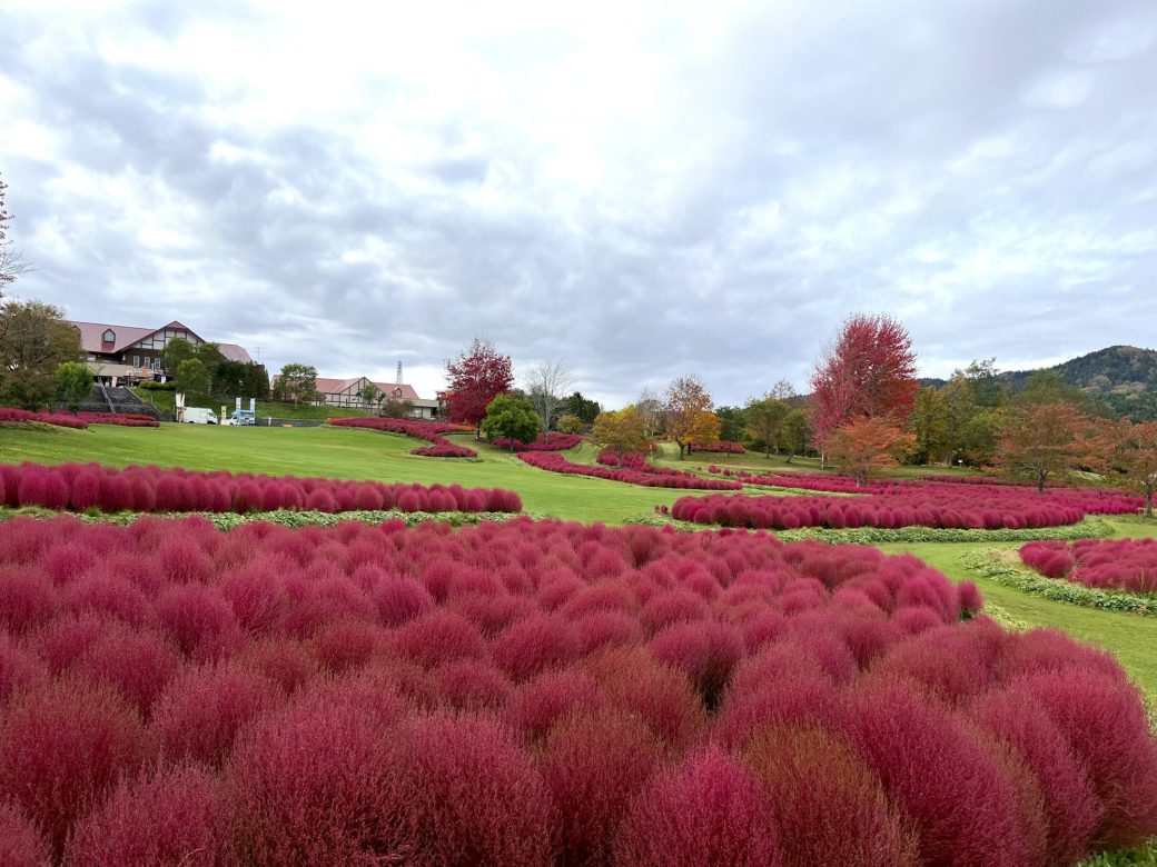 2025年10月28日のコキア